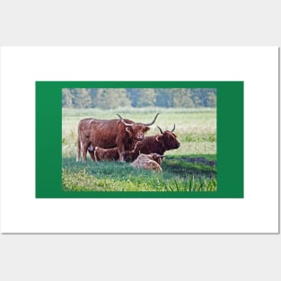 Highland cattle cows family on pasture Posters and Art